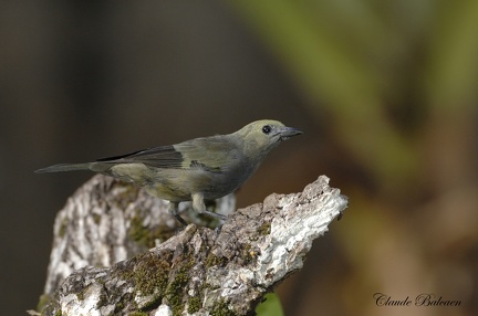 Vacher luisant (Molothrus bonariensis)Shiny Cowbird 