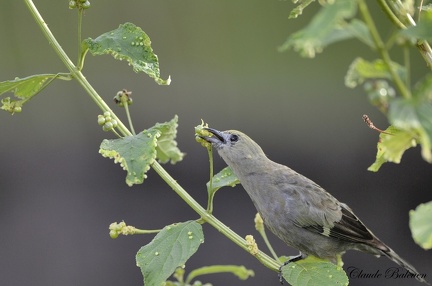 Vacher luisant (Molothrus bonariensis)Shiny Cowbird 