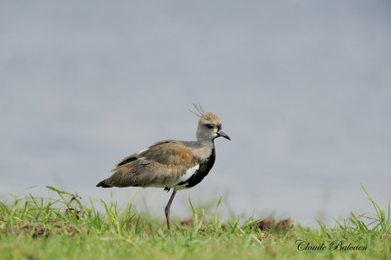 Vanneau téro (Vanellus chilensis)Southern Lapwing 