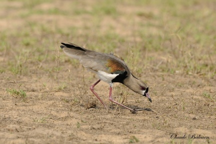 Vanneau téro (Vanellus chilensis)Southern Lapwing 