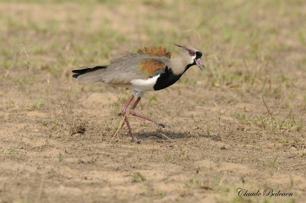 Vanneau téro (Vanellus chilensis)Southern Lapwing 