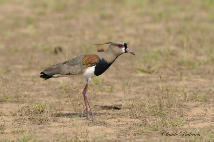 Vanneau téro (Vanellus chilensis)Southern Lapwing 