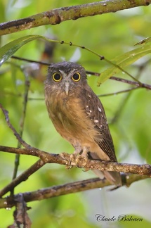 Ninoxe brune Ninox theomacha - Papuan Boobook