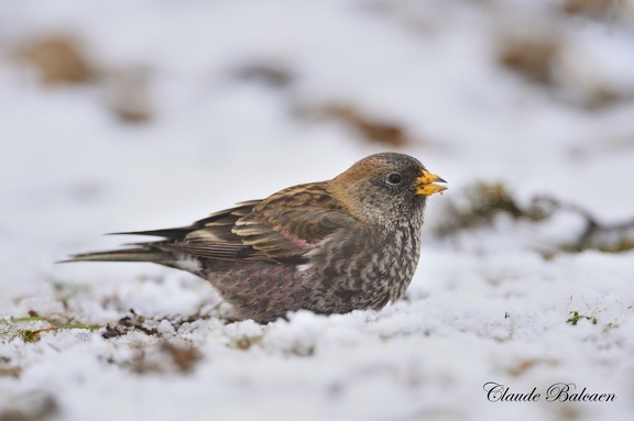 Roselin brun (Leucosticte arctoa) Asian Rosy-Finch