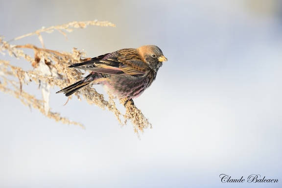 Roselin brun (Leucosticte arctoa) Asian Rosy-Finch