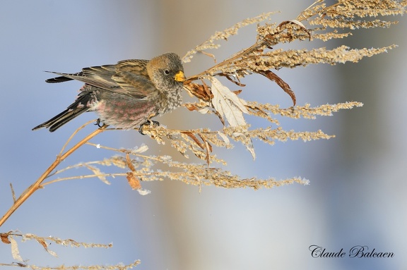 Roselin brun (Leucosticte arctoa) Asian Rosy-Finch