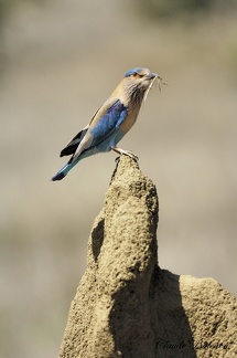 Rollier indien (Coracias benghalensis)indian roller 