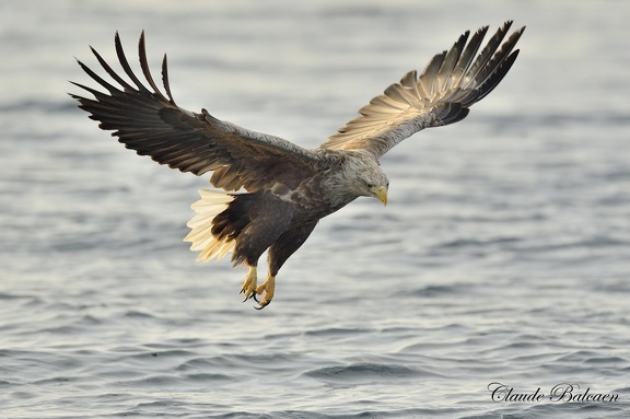 Pygargue à queue blanche (Haliaeetus albicilla)White-tailed Eagle