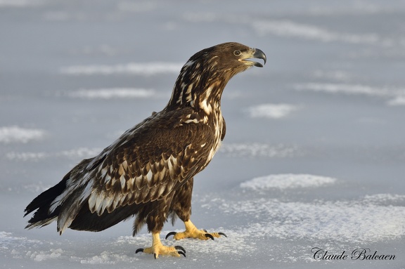 Pygargue à queue blanche (Haliaeetus albicilla)White-tailed Eagle