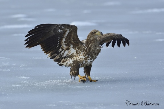 Pygargue à queue blanche (Haliaeetus albicilla)White-tailed Eagle