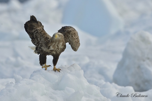 Pygargue à queue blanche (Haliaeetus albicilla)White-tailed Eagle