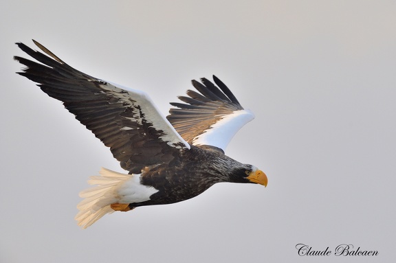 Pygargue de Steller (Haliaeetus pelagicus)Steller's Eagle