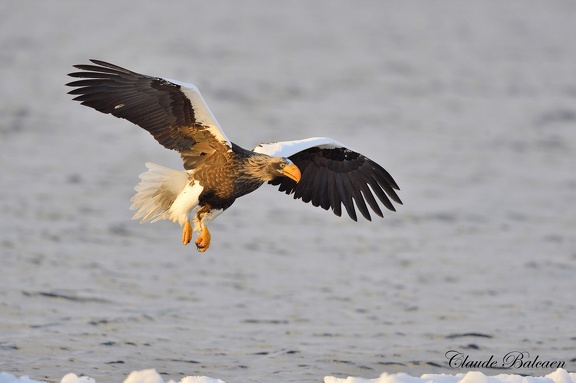 Pygargue de Steller (Haliaeetus pelagicus)Steller's Eagle