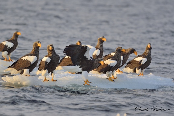 Pygargue de Steller (Haliaeetus pelagicus)Steller's Eagle