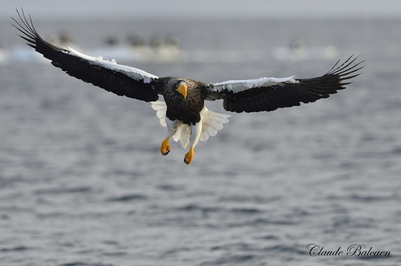 Pygargue de Steller (Haliaeetus pelagicus)Steller's Eagle