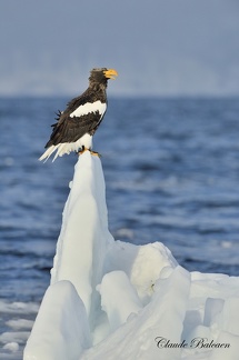 Pygargue de Steller (Haliaeetus pelagicus)Steller's Eagle