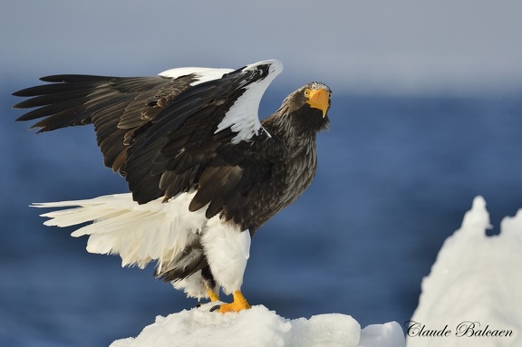 Pygargue de Steller (Haliaeetus pelagicus)Steller's Eagle