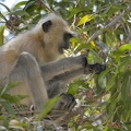 Entelle de l'Inde (Semnopithecus entellus) Hanuman langur 