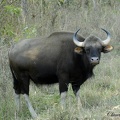 Gaur (Bos gaurus)Gaur