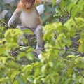 Nasique (Nasalis larvatus)Proboscis Monkey