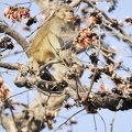 Macaque rhésus (Macaca mulatta) Rhesus Monkey