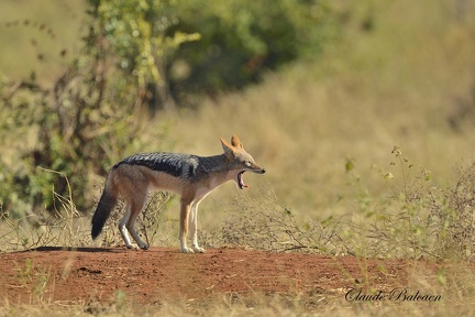 Chacal à chabraque (Canis mesomelas)Black-backed jackal 