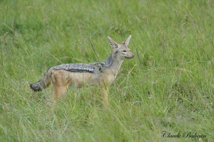 Chacal à chabraque (Canis mesomelas)Black-backed jackal 