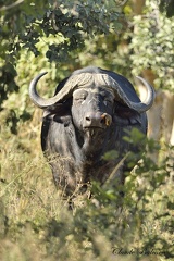 Buffle d'Afrique (Syncerus caffer)Cape Buffalo