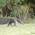  Grand fourmilier (Myrmecophaga tridactyla)Giant anteater