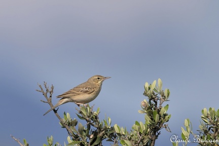 Pipit rousseline Anthus campestris - Tawny Pipit France Mai 2024