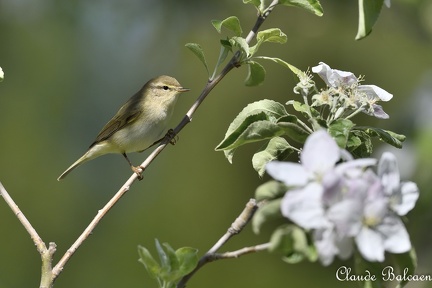 Pouillot fitis  Phylloscopus trochilus - Willow Warbler      France     21-04